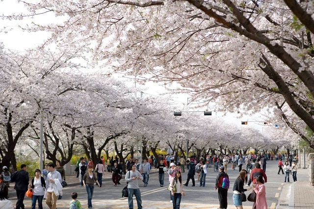 4 lễ hội hoa anh đào nổi tiếng nhất Hàn Quốc