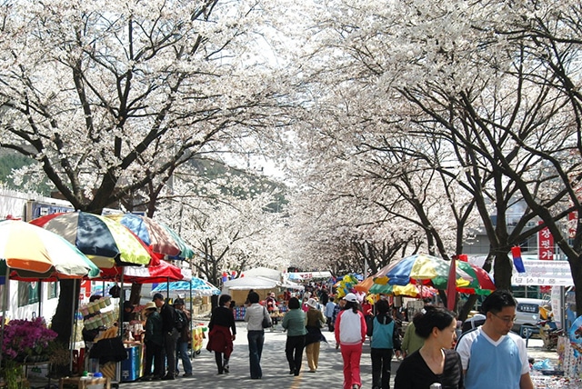 Lễ hội hoa Gyeongju, Busan