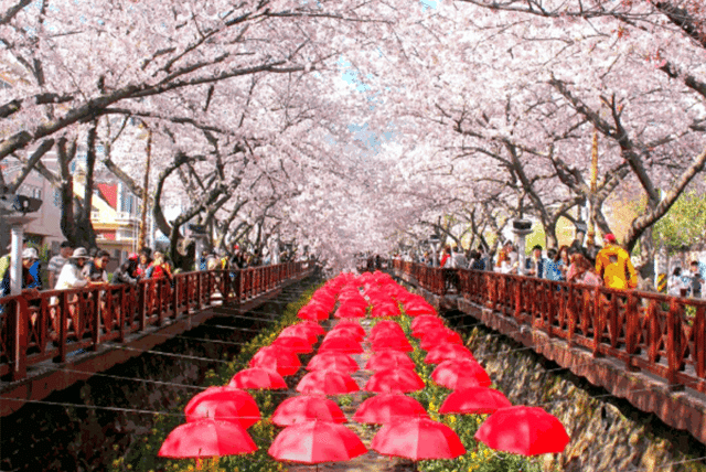 Lễ hội hoa Jinhae Gunhangje, Busan